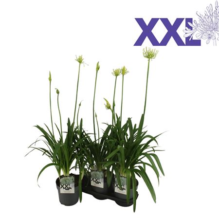 Agapanthus 5 St