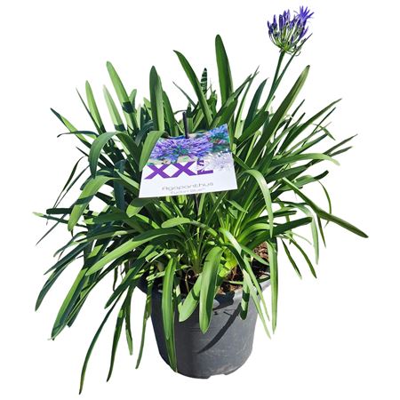 Agapanthus Blue