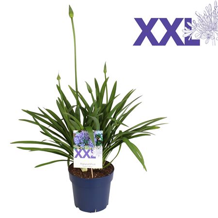 Agapanthus Eydori Blue 2+
