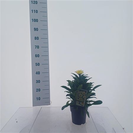 Leucanthemum X Superbum Banana Cream