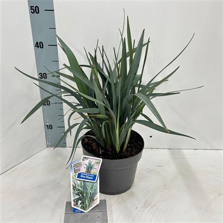 Dianella Blue Ripple