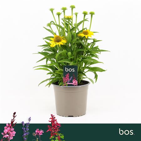 Echinacea Sombrero Yellow