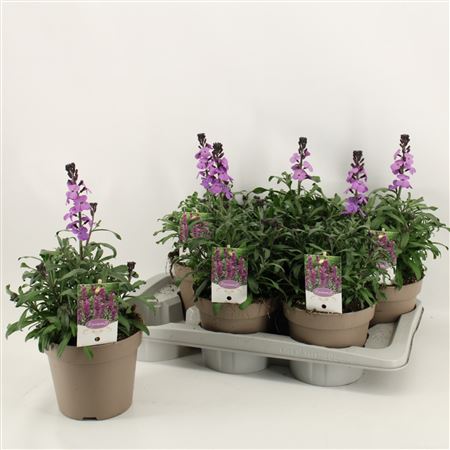 Erysimum Linifolium Super Bowl Mauve