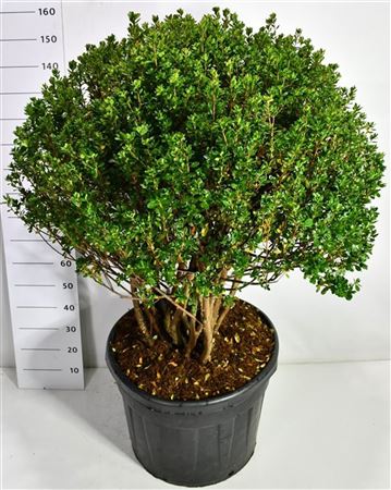 Rhododendron (aj) Himasojo