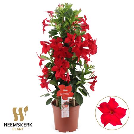 Mandevilla Summerstar Red P19 Piramide