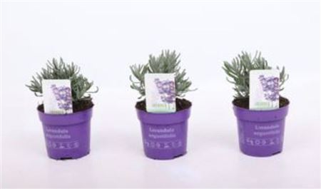 Lavandula An Ardeche Blue