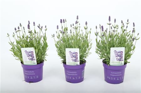 Lavandula An Ardèche Blue