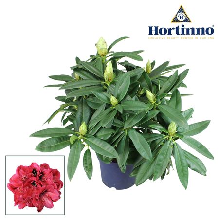 Rhodo Garden Red Devil