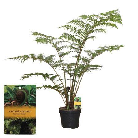 Cyathea Cooperii (australian Tree Fern)