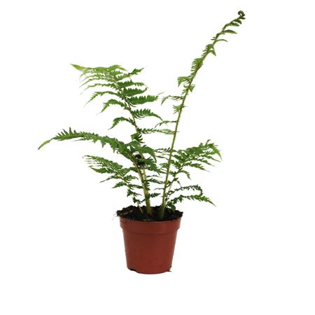 Cyathea Cooperii (australian Tree Fern)