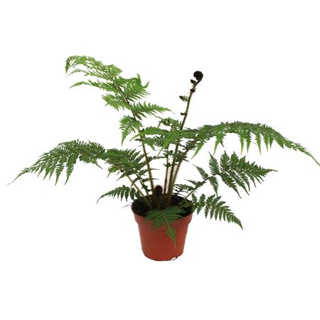 Cyathea Cooperii (australian Tree Fern)