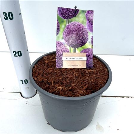Allium Ambassador.