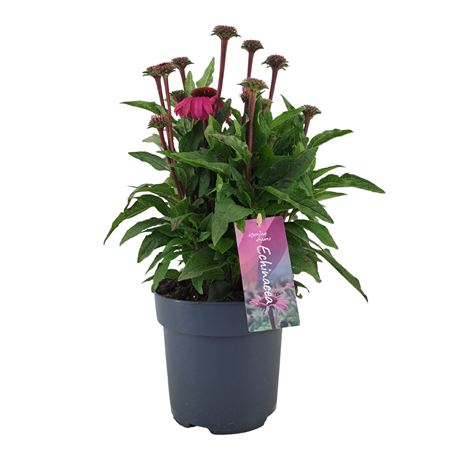 Echinacea Mooodz Courage
