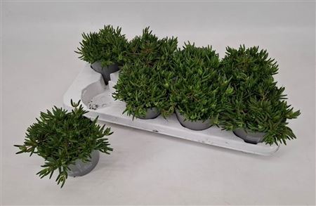 Delosperma Lido Yellow With Eye