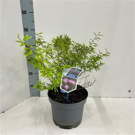 Calliandra Surinamensis Dixie Pink