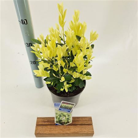 Euonymus Jap Himalaya