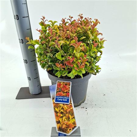 Leucothoë Ax Curly Gold