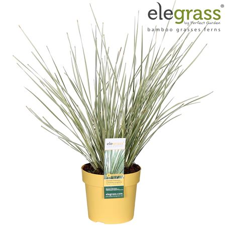 Lomandra White Sands