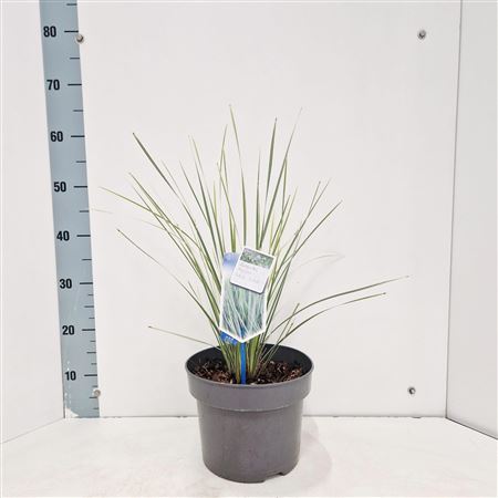 Lomandra Longifolia White Sands
