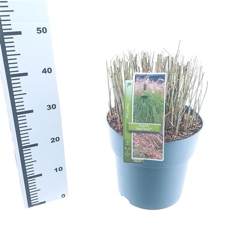 Miscanthus Sin Red Cloud