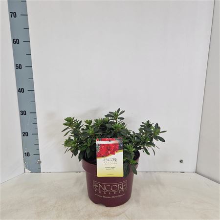 Rhodo Encore Autumn Fire