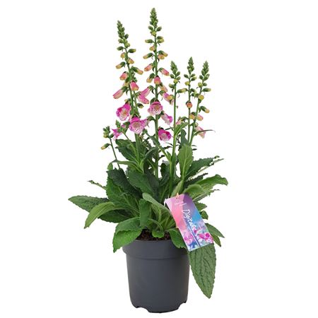 Digitalis Panter
