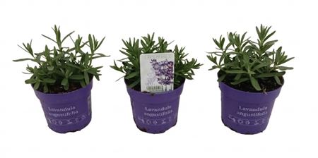 Lavandula An Cleo Patio Blue