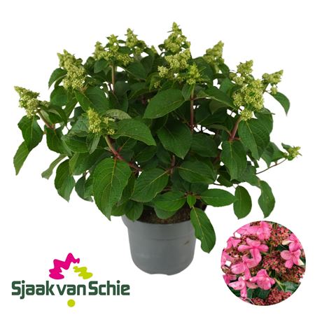 Hydrangea Pan Infinity 10+