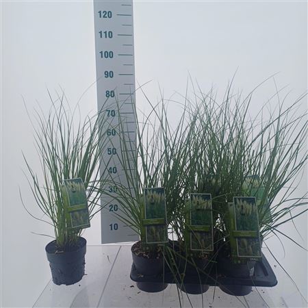 Cortaderia Sell Tiny Pampa