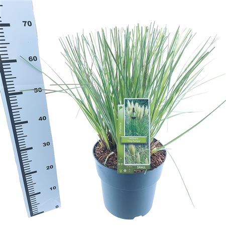 Cortaderia Sell Tiny Pampa