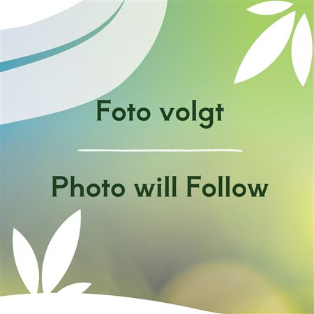 Fargesia Robusta Deep Purple