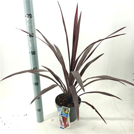 Cordyline Obtecta Superstar