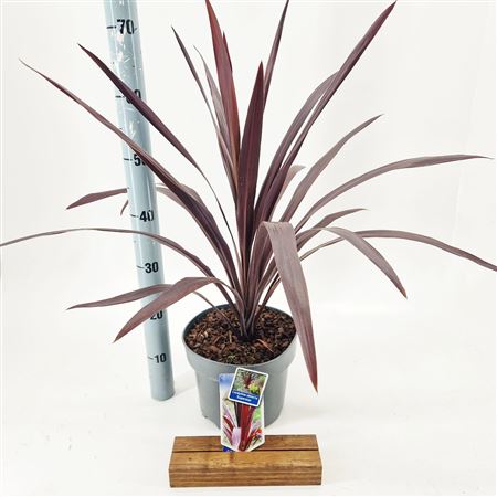 Cordyline Obtecta Superstar