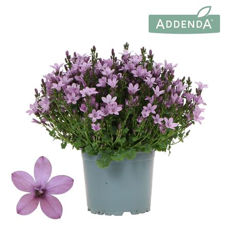 Campanula Addenda Ambella Pink