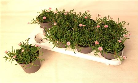 Delosperma Lido Pink