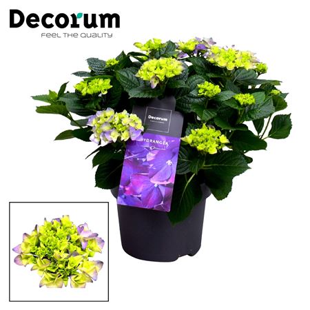 Hydrangea Bol Blue 10+ (decorum)