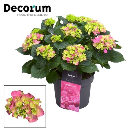 Hydrangea Bol Pink 10+ (decorum)