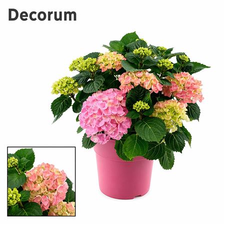 Hydrangea Bol Pink 7+ Ton Sur Ton