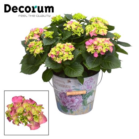 Hydrangea Bol Pink 7+ In Bucket (decorum)