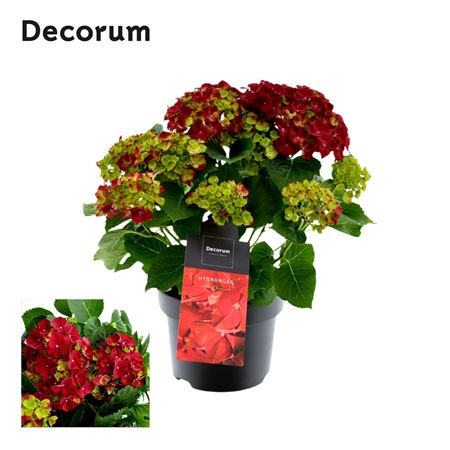 Hydrangea Ma Red 7+ (decorum)