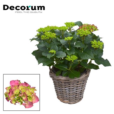 Hydrangea Ma Red 10+ In Basket (decorum)