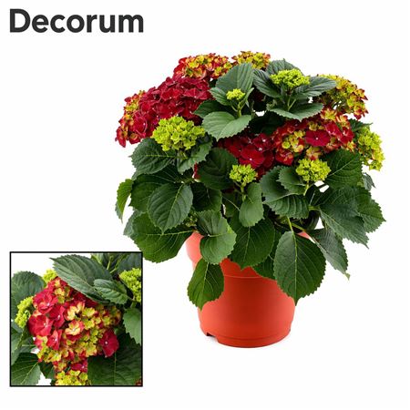 Hydrangea Ma Red 10+ Ton Sur Ton (decorum)