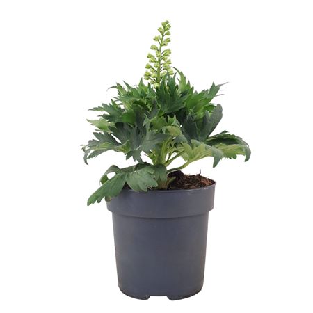 Delphinium Shelby Purple