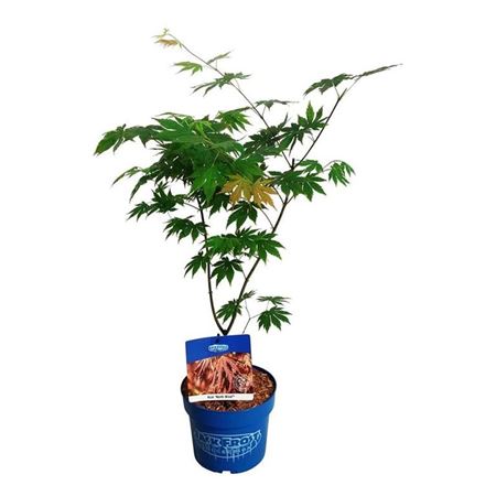 Acer North Wind