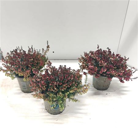 Erica Carnea Sarah Winter Ladies