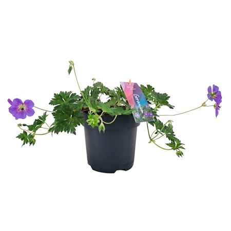 Geranium Bloom Me Away