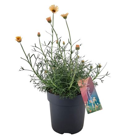 Rhodanthemum Hosmariense Zagora Yellow