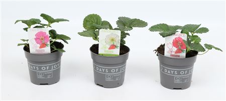 Fragaria Summer Breeze Mix