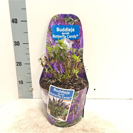 Buddleja Dav Butterfly Candy Purple