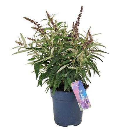 Buddleja Candy Little Purple